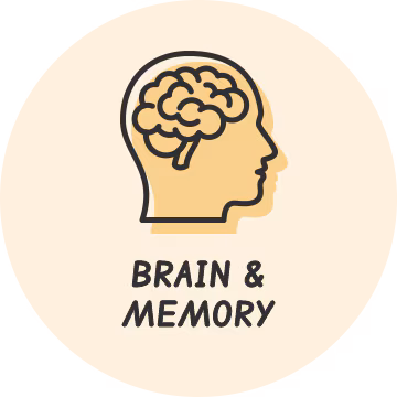 Brain Memory 360x